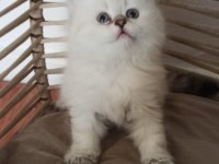 British longhair saf kan yavru
