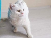 Azgın british shorthair paşa yeni sahibini arıyor
