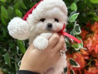 Safkan şecereli pomeranian boo yavrular