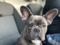 7 buçuk aylık oğlumuz OSCAR (FRENCH BULLDOG)