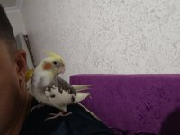 Sultan papağanı sıcak kanlı dost