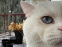SCOTTİSH STRAİGHT KEDİME EŞ ARIYORUM