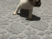 50 günlük french bulldog yavrular