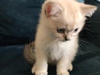 MAVİŞ GÖZLÜ KALİTE BRİTİSH SHORTHAİR YAVRULARI
