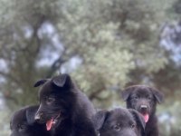 Muhteşem Alman Çoban Köpeği Yavrularımız
