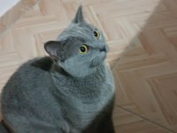 Acil satılık british shorthair