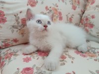 BRİTİSH BLUE POİNT PAMUK KIZIMIZ