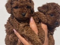 Minik Patiler, Red Brown Toy Poodle Yavrular
