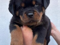 Rottweiler Yavrularımız