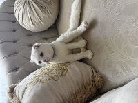 Scottish Fold Oğlumuz Çakiye Sıcak Yuva Arıyoruz