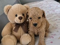 MUHTEŞEM POODLE MİNİKLER
