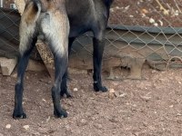 A kalite siyah belçika kurdu yavrular