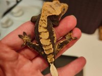 Yavru crested gecko