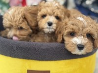 Çok özel yeni gelen kore maltipoo yavrularımız