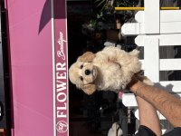 Maltipoo minikler