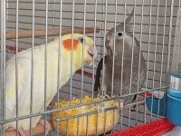 Çift Sultan papağanı