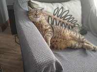 British shorthair kedimiz lily yeni yuvasını arıyor