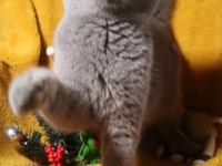 Blue renk scottish fold dişi yetişkin kısır değil