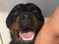 Dişi şampiyon yavrusu rottweiler