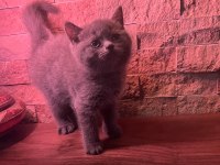 British shorthair yavru