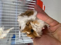 Guinea pig yavrularımız