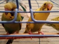 Ev uretımı ele alıstırmalık yavrular