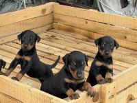 ÜST SEVİYE DOBERMAN YAVRULARI
