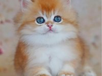 Altın Yumağımız Ny12 Golden British Longhair