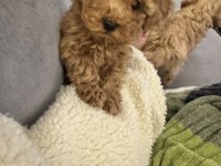 Evde doğmuş erkek ve kız toy Poodle yavruları