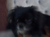 Orijinal Pekinez Köpeği
