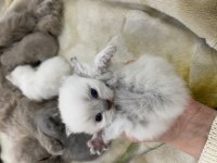 Anne kedi ve yavru kediler sahiplendirilecek