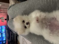 Orjinal pomeranian boo