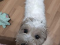 Maltipoo 1 yaşında tuvalet eğitimi