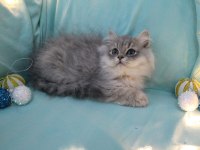 British Longhair Kartpostal Sanacaksınız