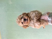 Toy Poodle A Kalite Tüm İllere Gönderim