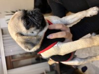Son kalan erkek yavru pug