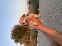 Maltipoo yavru