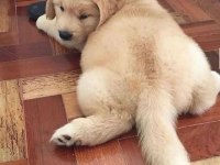 Arkadaş canlısı golden retriever yavrular