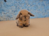 Mini lop tavşan bebeklerimiz