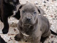 Safkan şecereli A+ cane corso