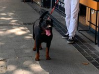 Safkan Rottweiler 15 Aylık