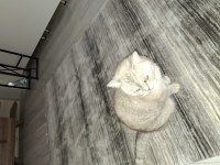 British shorthair 7 yaşında