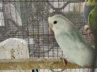 Ele Alıştırmalık Yavru Muhabbet Kuşu
