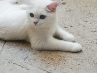 BRİTİSH SHORTHAİR ACİL YUVA ARANIYOR