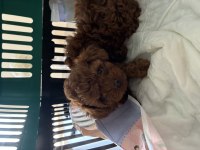 Kore kan teucuo toy poodle