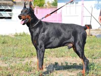 Doberman yavrularımız ırk garantilidir