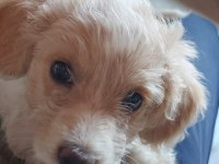 3 aylık maltipoo tuvalet eğitimi var