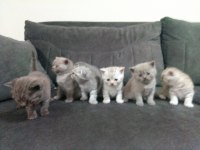 Baba scottish golden tabby anne british shorthair