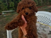 5 BUÇUK AYLIK KORE DİŞİ POODLE