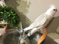 2 ERKEK YAVRU KONUŞMA GARANTİLİ EVCİL WF A KALİTE SULTAN